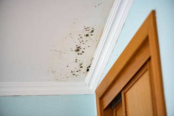 Why You Should Choose Our Mold Remediation Services in Mastic, NY